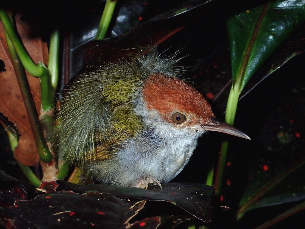 Green-Backed Tailorbird
