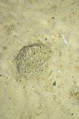 Polyclinidae