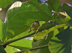 Todirostrum maculatum