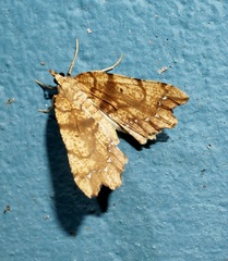 Chalastra pellurgata