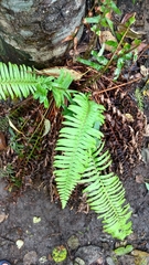 Polystichum munitum
