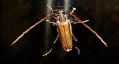 Ochrocydus huttoni