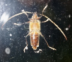 Ochrocydus huttoni