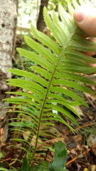 Polystichum munitum