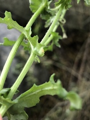 Puccinia lagenophorae