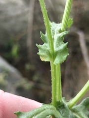 Puccinia lagenophorae