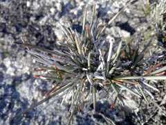 Ephedra compacta