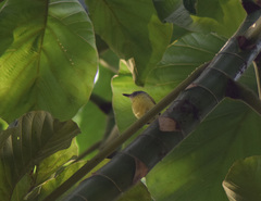 Todirostrum maculatum