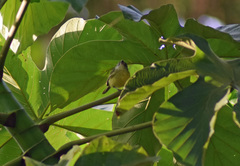 Todirostrum maculatum