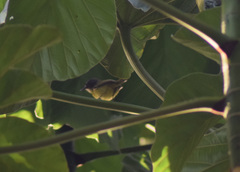 Todirostrum maculatum