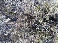 Ephedra compacta