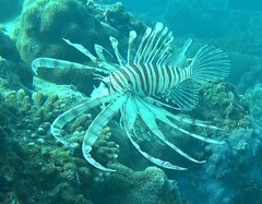 Pterois russelii