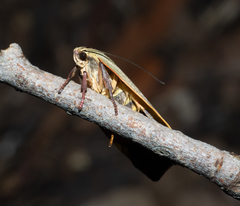 Cryptolechia triphaenatella