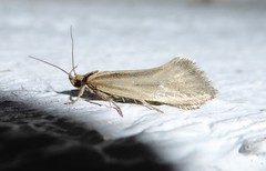 Tingena chloradelpha