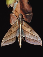 Elibia linigera