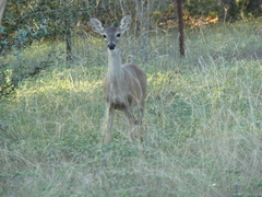 Odocoileus virginianus texanus