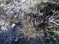 Ephedra compacta