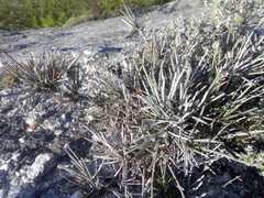 Ephedra compacta