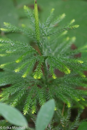 flat-branched tree-clubmoss