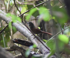 Synallaxis gujanensis