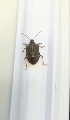 Halyomorpha halys