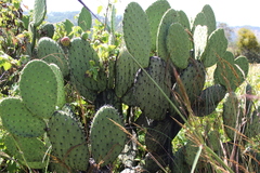Opuntia hyptiacantha