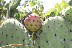 Opuntia hyptiacantha