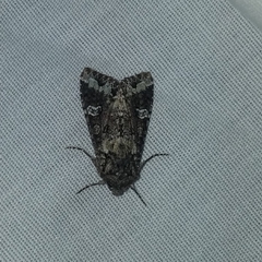 Mamestra configurata