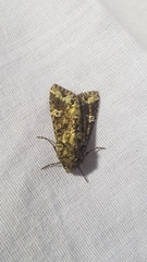 Mamestra configurata