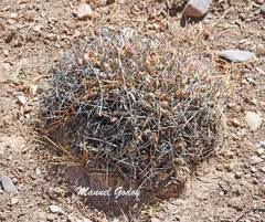 Maihueniopsis