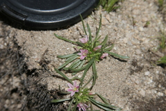 Lewisia pygmaea