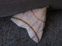 Zanclognatha griselda