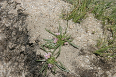 Lewisia pygmaea