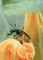 Augochlora