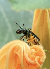 Augochlora