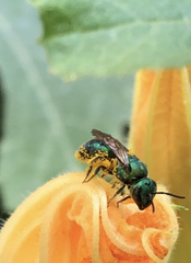 Augochlora