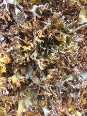 Chondrus crispus
