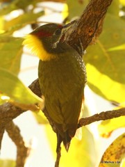 Picus chlorolophus
