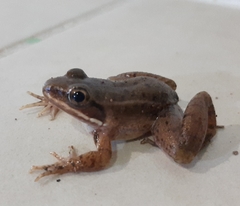 Lithobates maculatus