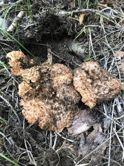 Turbinellus kauffmanii