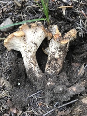 Turbinellus kauffmanii