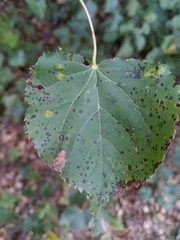Cercospora