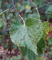 Cercospora