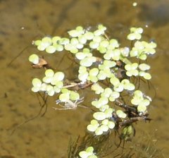 Spirodela polyrhiza