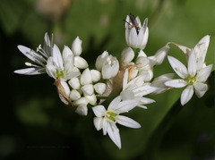 Allium ursinum ursinum
