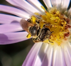 Halictus ligatus