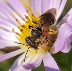 Halictus ligatus