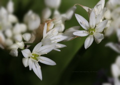 Allium ursinum ursinum