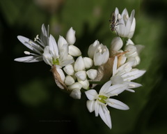 Allium ursinum ursinum