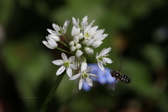 Allium ursinum ursinum